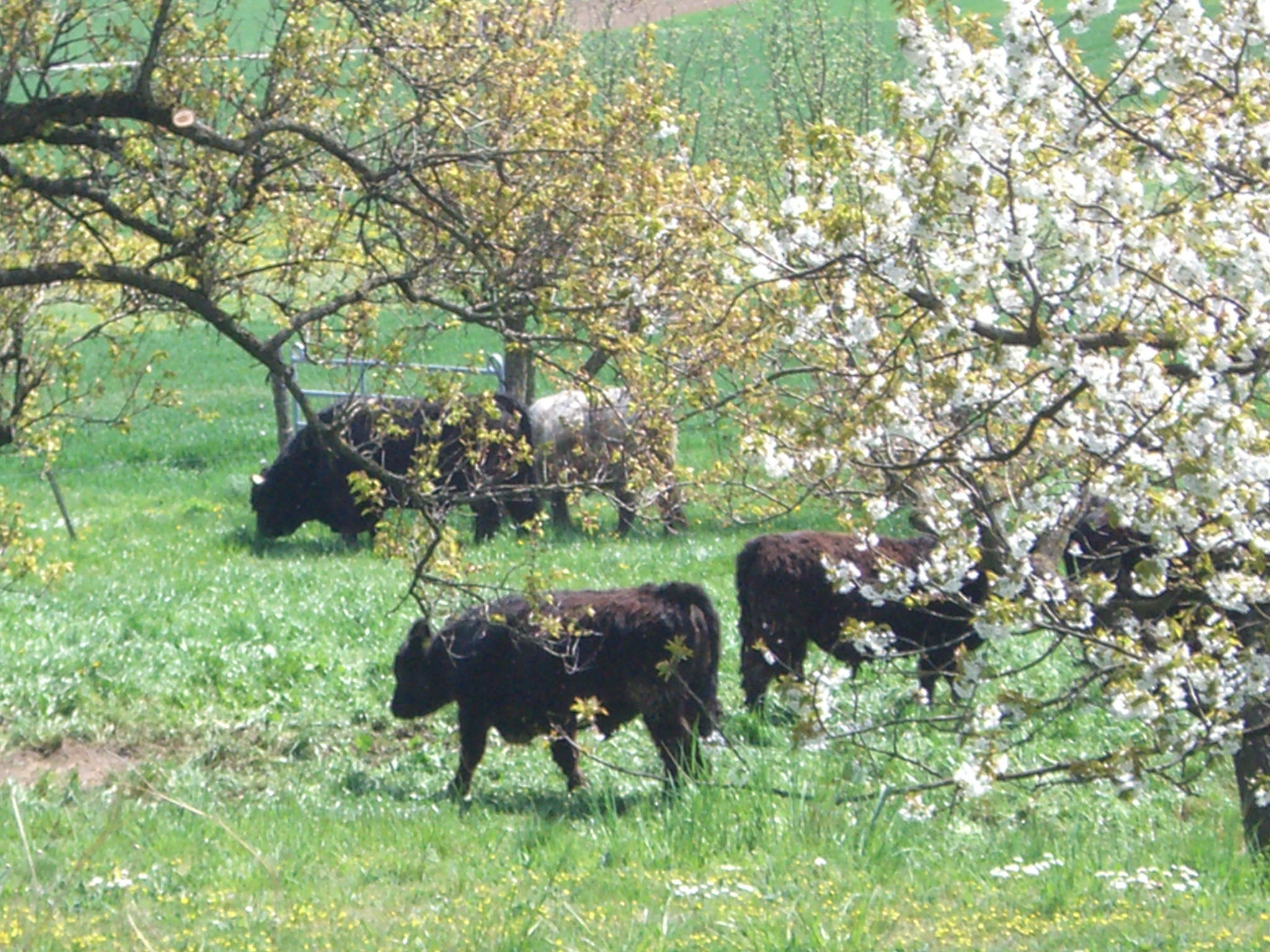 Fleisch vom Bio Galloway Rind aus der Wachau
